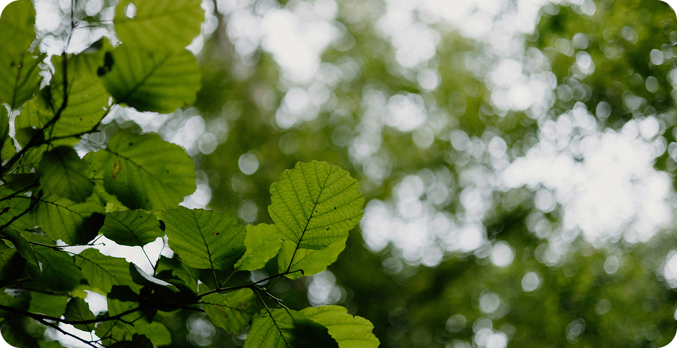 leaves and leaves in the background